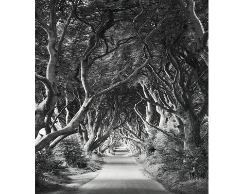 Allée avec de vieux arbres formant un tunnel au-dessus d'une route