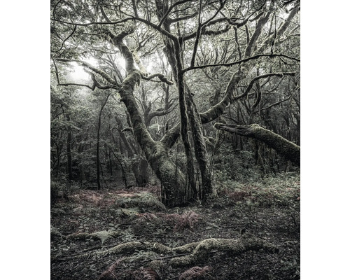 Scène d'une forêt avec des arbres et de la végétation