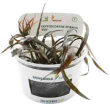Dennerle Cryptocoryne spiralis 'Red' im In-vitro-Becher, eine Aquarienpflanze.