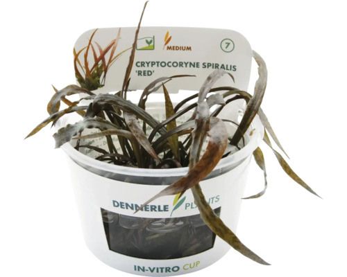 Dennerle Cryptocoryne spiralis 'Red' im In-vitro-Becher, eine Aquarienpflanze.