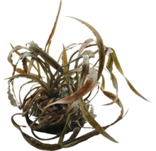 Wasserpflanze mit langen, schmalen Blättern für Aquarien