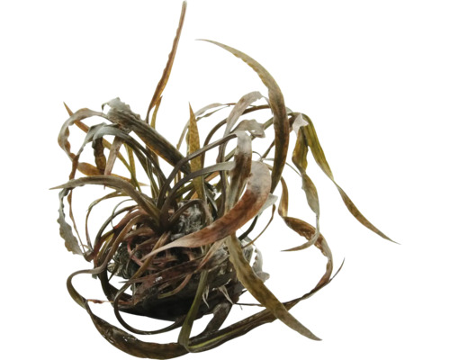 Wasserpflanze mit langen, schmalen Blättern für Aquarien