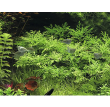 Aquariumpflanzen und Fische in einem Aquarium.