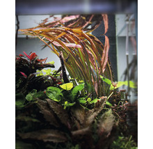 Aquariumpflanzen in einem Aquarium.