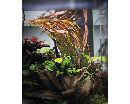 Aquariumpflanzen in einem Aquarium.