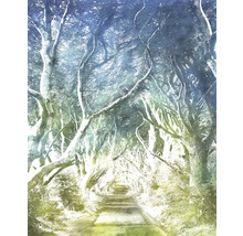 Allée d'arbres avec chemin