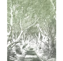 Allée avec des arbres au-dessus d'une route