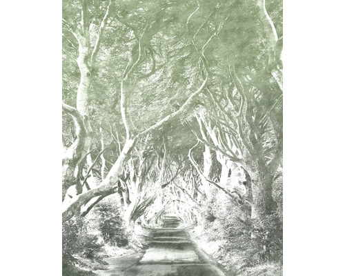 Allée avec des arbres au-dessus d'une route