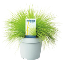 Fleur Intense AmiLime dans un pot
