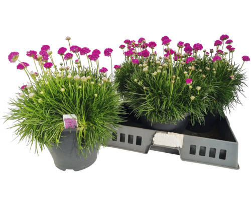 Deux gazons d'Espagne en pot sur un plateau