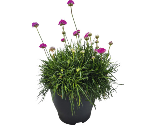 Oeillet maritime en pot