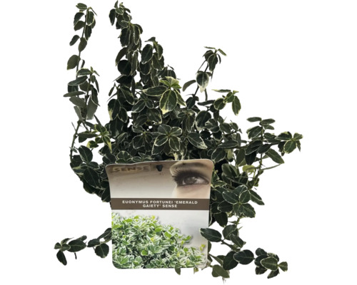 Fusain rampant à fleurs blanches FloraSelf Euonymus fort. Emerald Gaiety' H 15-20 cm Co 2 L Arbuste grimpant à feuilles persistantes Euonymus fortunei 'Emerald Gaiety' en pot