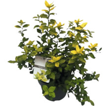 Fusain planté en pot