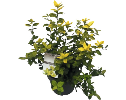 Leuchtend gelbe Kriechspindel FloraSelf Euonymus fort. GOLDMINE ® H 25-30 cm Co 5 L buschig Im Topf gepflanzter Spindelstrauch