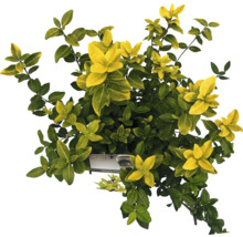 Fusain du Japon Goldminze en pot