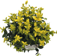 Fusain du Japon à feuilles jaune-vert