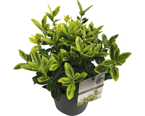 Fusain du Japon en pot