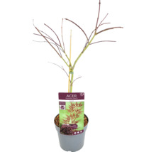 Érable japonais en pot
