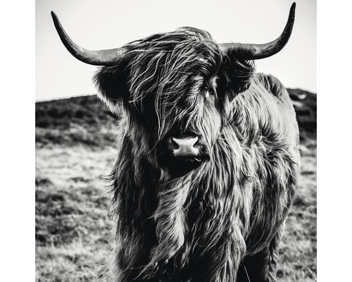 Glasbild B&W Highland Cattle 80x80 cm