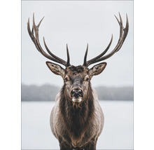 Porträt eines Hirsches mit großem Geweih