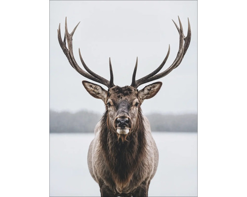 Porträt eines Hirsches mit großem Geweih