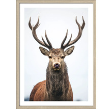 Gerahmtes Poster eines Hirsches mit Geweih