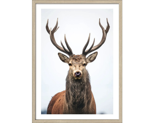 Gerahmtes Poster eines Hirsches mit Geweih