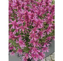 Gros plan d'une plante d'agastache avec de nombreuses fleurs