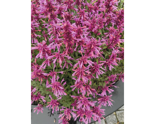 Gros plan d'une plante d'agastache avec de nombreuses fleurs