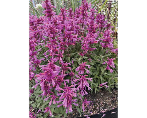 Agastache avec des fleurs violettes dans le jardin