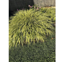 Herbe des bois du Japon dans le jardin
