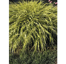 Herbe ruban doré japonaise dans le jardin
