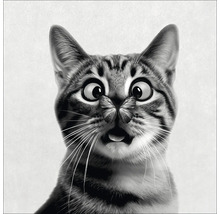 Chat surpris avec un papillon sur le nez