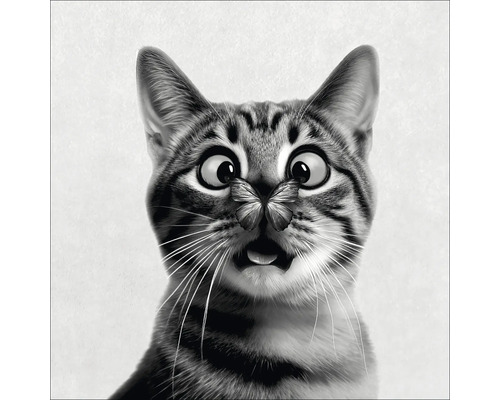 Chat surpris avec un papillon sur le nez