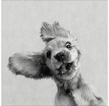 Nahaufnahme eines aufgeregten Cocker Spaniels