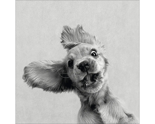 Leinwandbild Funny Dog I 40x40 cm Nahaufnahme eines aufgeregten Cocker Spaniels