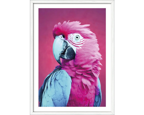 Gerahmtes Bild Pink Blue Parrot 53x73 cm Gerahmtes Bild mit pinkem Papagei