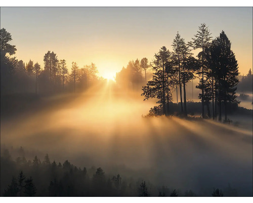 Paysage forestier avec brouillard et lever de soleil