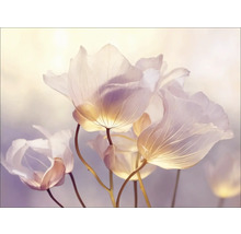 Nahaufnahme zarter Blumen mit durchscheinenden Blütenblättern