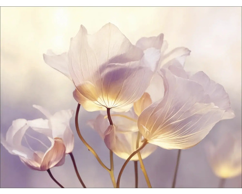 Leinwandbild Transparent Flowers IX 77x57 cm Nahaufnahme zarter Blumen mit durchscheinenden Blütenblättern