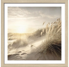 Gerahmtes Bild einer Dünenlandschaft mit Gras im goldenen Licht