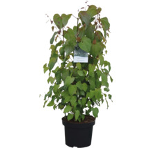 Japanischer Blumenhartriegel im Topf