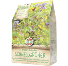 Paquet de graines Sperli's Bodenkur Schnellgrüner pour une surface de 60 m²