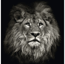 Portrait d'un lion avec une crinière