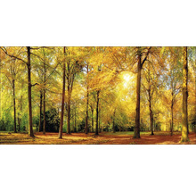 Forêt de feuillus automnale avec soleil