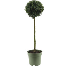 Buis en forme de boule sur tige en pot