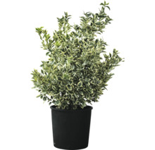 Fusain persistant en pot