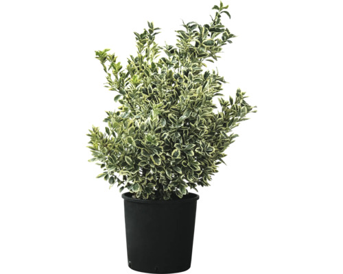 Fusain persistant en pot