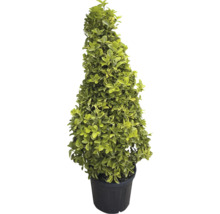 Formschnittgehölz im Topf