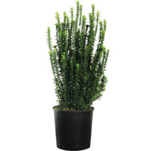 Buis dans un pot